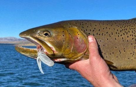 Conventional and Ice Gear – Cutthroat Anglers