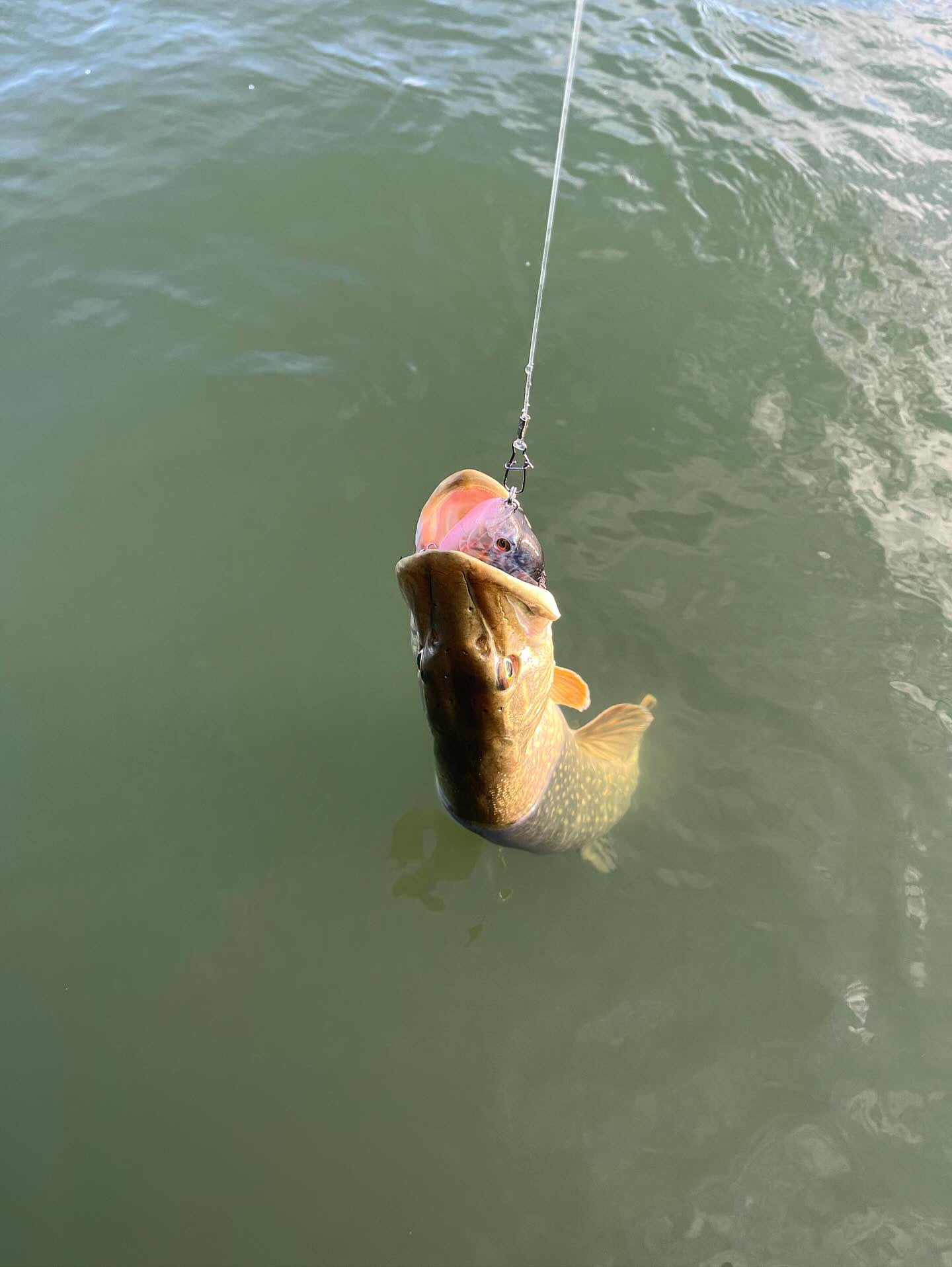 5 1/2" Panfish Top Water Swimbait